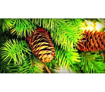 Pine Bark Shortens Cold Duration